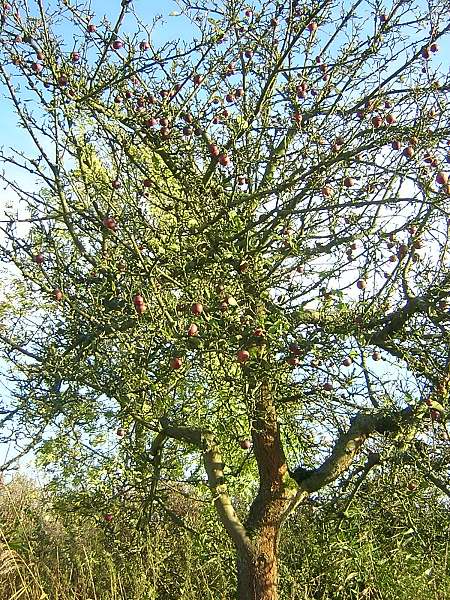 Obstbaum am Ostedeich